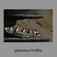 gathering of Puffins